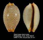 Staphylaea staphylaea (6)